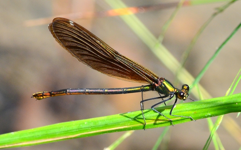 Calopteryx virgo